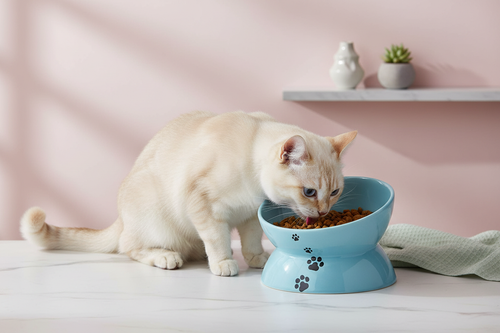 Elevated Ceramic Cat Bowl Lifestyle